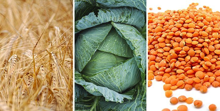 A Grain, a Green and a Bean: Das perfekte vegane Gericht