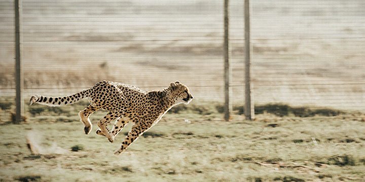 HIIT oder: Warum jeder Läufer zwischendurch auch mal sprinten sollte