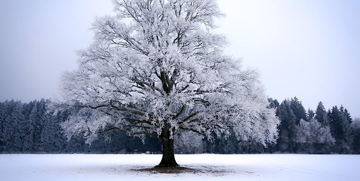 Ein verschneiter Baum in einer Winterlandschaft